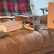 Meep Schmidt is registered to the contest to win money with this photo: cat, cardboard_box, couch, blanket, shoe_box, indoor, furniture, relaxing, brown, plaid, black_and_white, pet, cozy, living_room, table, wood_floor, comfort, resting, domestic, home