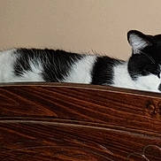 Ace is registered to the contest to win money with this photo: black_and_white_cat, cat, close_up, cozy, domestic_animal, ear, feline, headboard, indoor, nap, paw, pet, portrait, relaxed, resting, sleeping_cat, wall, whiskers, wood_texture, wooden_furniture