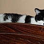 black_and_white_cat, cat, close_up, cozy, domestic_animal, ear, feline, headboard, indoor, nap, paw, pet, portrait, relaxed, resting, sleeping_cat, wall, whiskers, wood_texture, wooden_furniture
