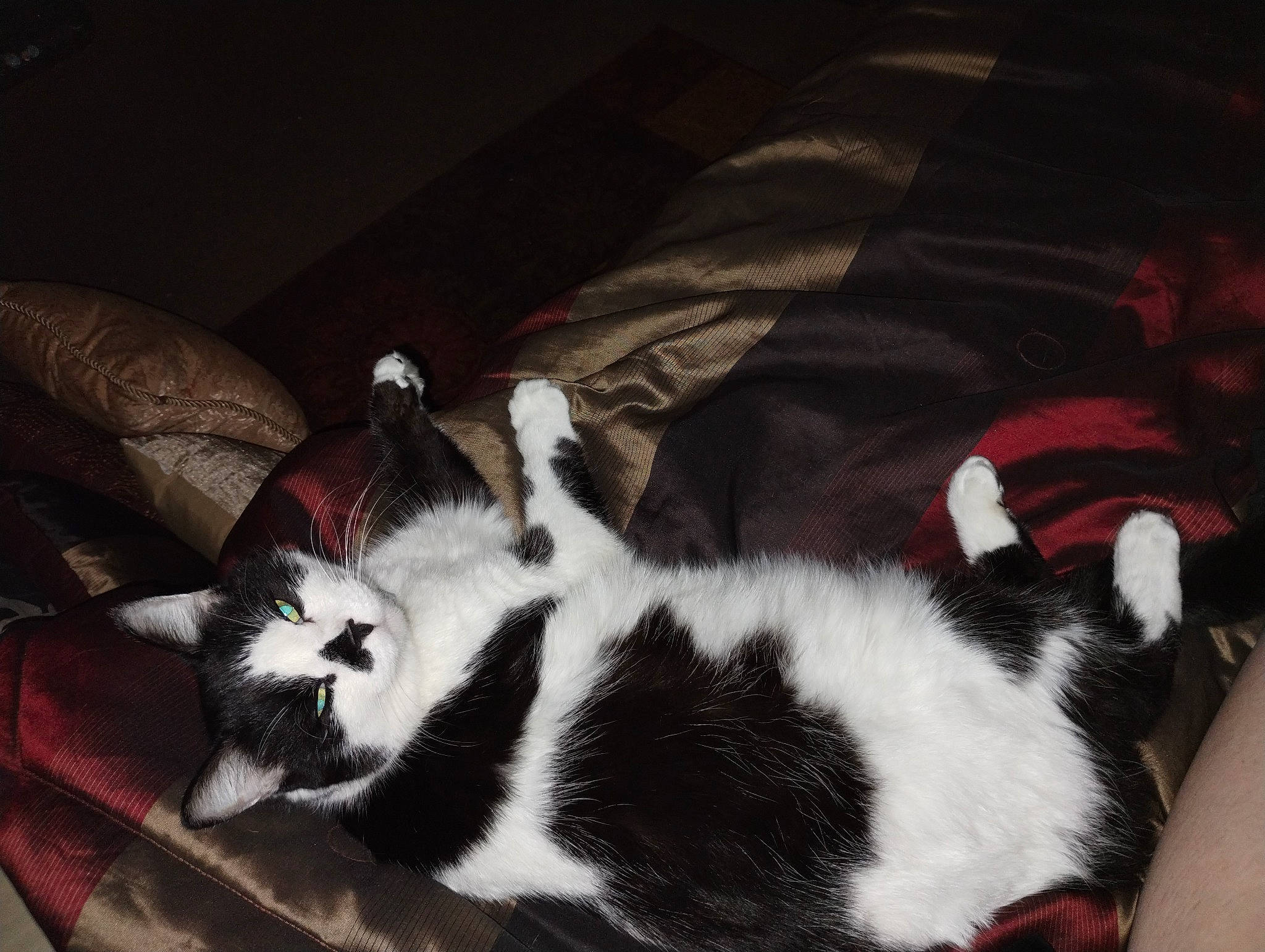 Ace is registered to the contest to win money with this photo: carmine, carnivore, cat, claw, comfort, companion_dog, dog_breed, felidae, fur, lap, paw, small_to_medium_sized_cats, tail, terrestrial_animal, whiskers