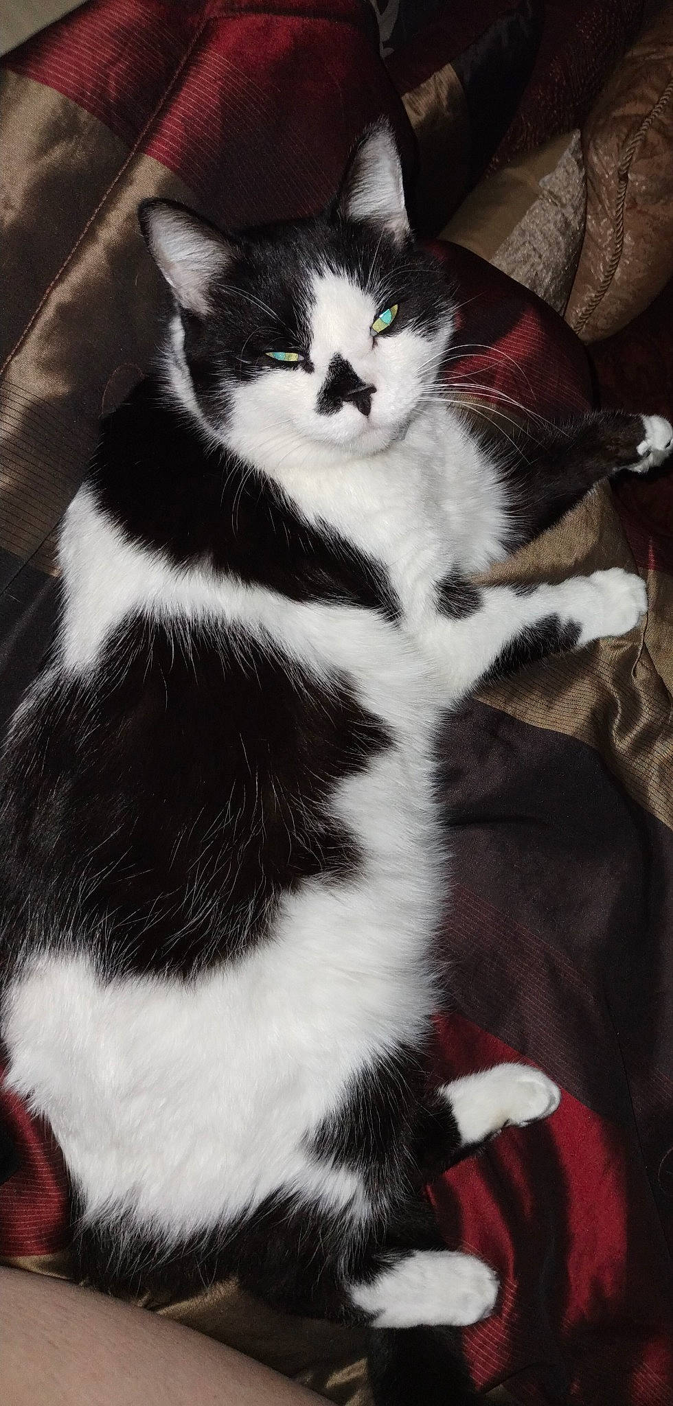 Ace is registered to the contest to win money with this photo: carnivore, cat, comfort, domestic_short_haired_cat, eye, felidae, foot, fur, human_leg, monochrome_photography, paw, sitting, small_to_medium_sized_cats, tail, terrestrial_animal, whiskers