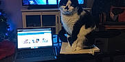Ace is registered to the contest to win money with this photo: cat, chair, christmas_tree, coffee_table, cushion, domestic, electronics, home_office, indoor, laptop, living_room, looking_at_camera, night_time, papers, pet, sitting, table, television, tuxedo_cat, tv_show