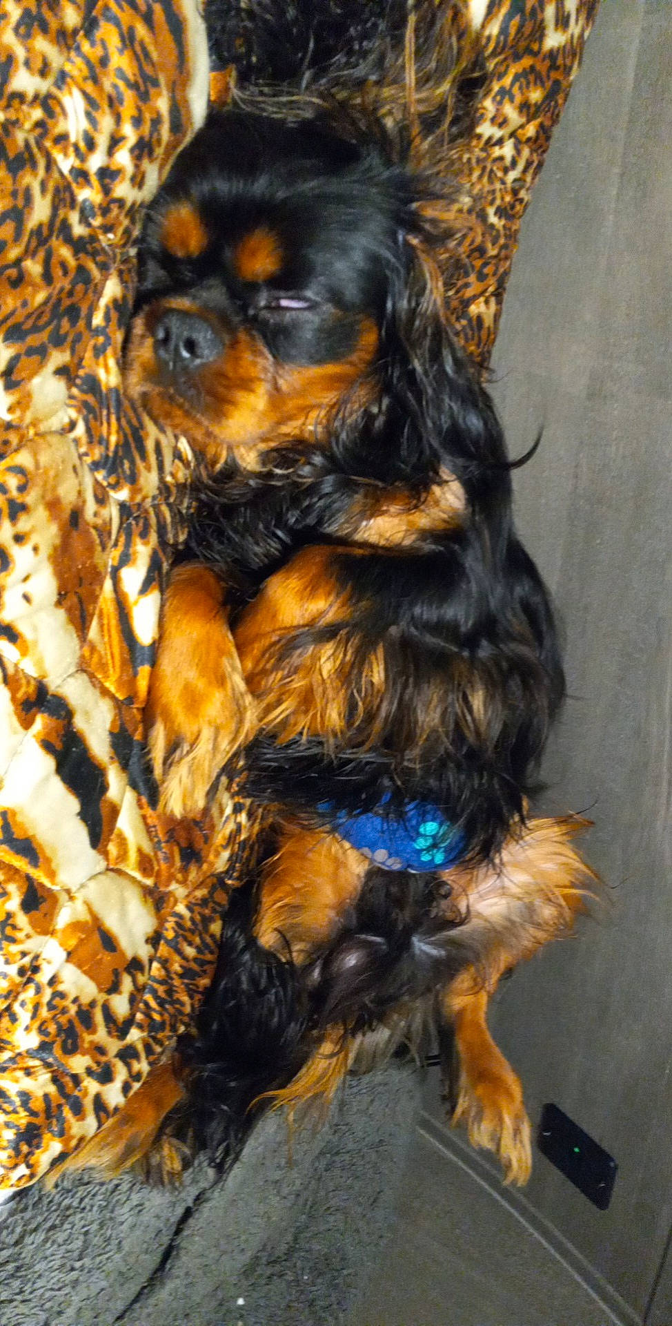 Nero is registered to the contest to win money with this photo: canidae, carnivore, claw, companion_dog, dog, dog_breed, electric_blue, fur, liver, paw, prazsky_krysarik, puppy, snout, sporting_group, tail, terrestrial_animal, toy_dog, working_animal, working_dog