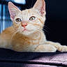 Naranjita is registered to the contest to win money with this photo: cat, kitten, orange_tabby, pet, animal, feline, whiskers, ears, eyes, fur, resting, closeup, indoor, curious, portrait, soft_light, blurred_background, cute, young, relaxed
