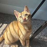 Naranjita is registered to the contest to win money with this photo: cat, kitten, orange_tabby, indoor, carpet, sunlight, shadow, whiskers, ears, eyes, feline, pet, animal, curious, sitting, floor, metal_table_leg, striped, closeup, domestic_cat