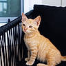 kitten, cat, orange_tabby, sitting, black_chair, indoor, pet, animal, young_cat, curious, ears, whiskers, feline, fur, paw, side_view, domestic_cat, household, window, daylight