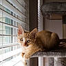 Naranjita is registered to the contest to win money with this photo: cat, kitten, orange_tabby, window_blinds, cat_tree, indoor, pet, animal, feline, curious, relaxed, plush, daylight, portrait, cute, young_cat, whiskers, ears, paw, soft_texture