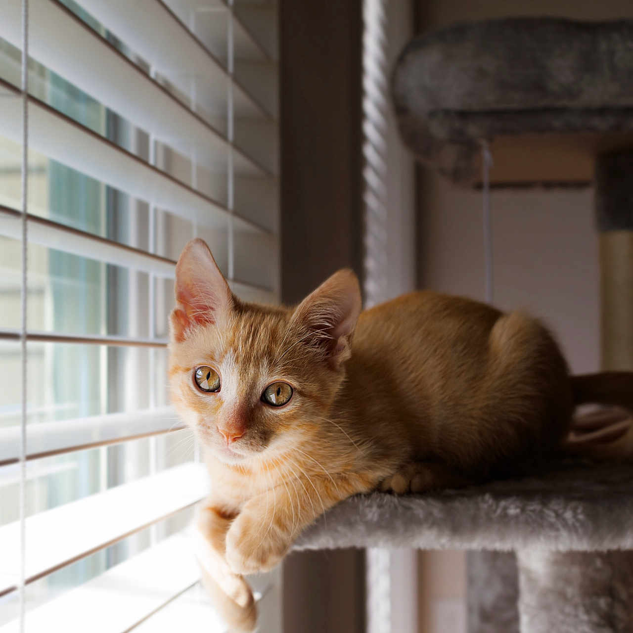 Naranjita is registered to the contest to win money with this photo: cat, kitten, orange_tabby, window_blinds, cat_tree, indoor, pet, animal, feline, curious, relaxed, plush, daylight, portrait, cute, young_cat, whiskers, ears, paw, soft_texture