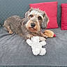 Nay participe au concours pour gagner de l'argent avec cette photo : animal, companion, couch, cozy, cute, dog, domestic, friendly, fur, grey_blanket, home, indoor, looking_at_camera, pet, playful, plush_toy, red_cushion, relaxed, resting, toy