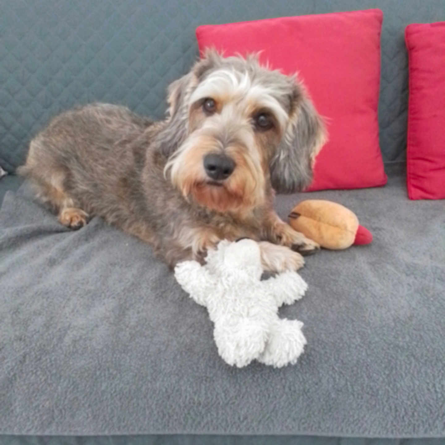 Nay participe au concours pour gagner de l'argent avec cette photo : animal, companion, couch, cozy, cute, dog, domestic, friendly, fur, grey_blanket, home, indoor, looking_at_camera, pet, playful, plush_toy, red_cushion, relaxed, resting, toy