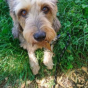 Nay participe au concours pour gagner de l'argent avec cette photo : adorable, animal, brown, canine, cute, daylight, dog, eyes, fur, grass, ground, leaf, leash, looking_up, nature, outdoor, paw, pet, playful, snout