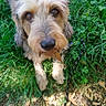 adorable, animal, brown, canine, cute, daylight, dog, eyes, fur, grass, ground, leaf, leash, looking_up, nature, outdoor, paw, pet, playful, snout