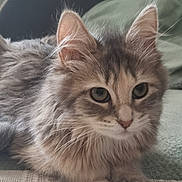 Nalla participe au concours pour gagner de l'argent avec cette photo : cat, fluffy, fur, closeup, pet, animal, indoor, relaxed, cute, whiskers, ears, eyes, muzzle, paws, feline, soft, resting, cozy, texture, background