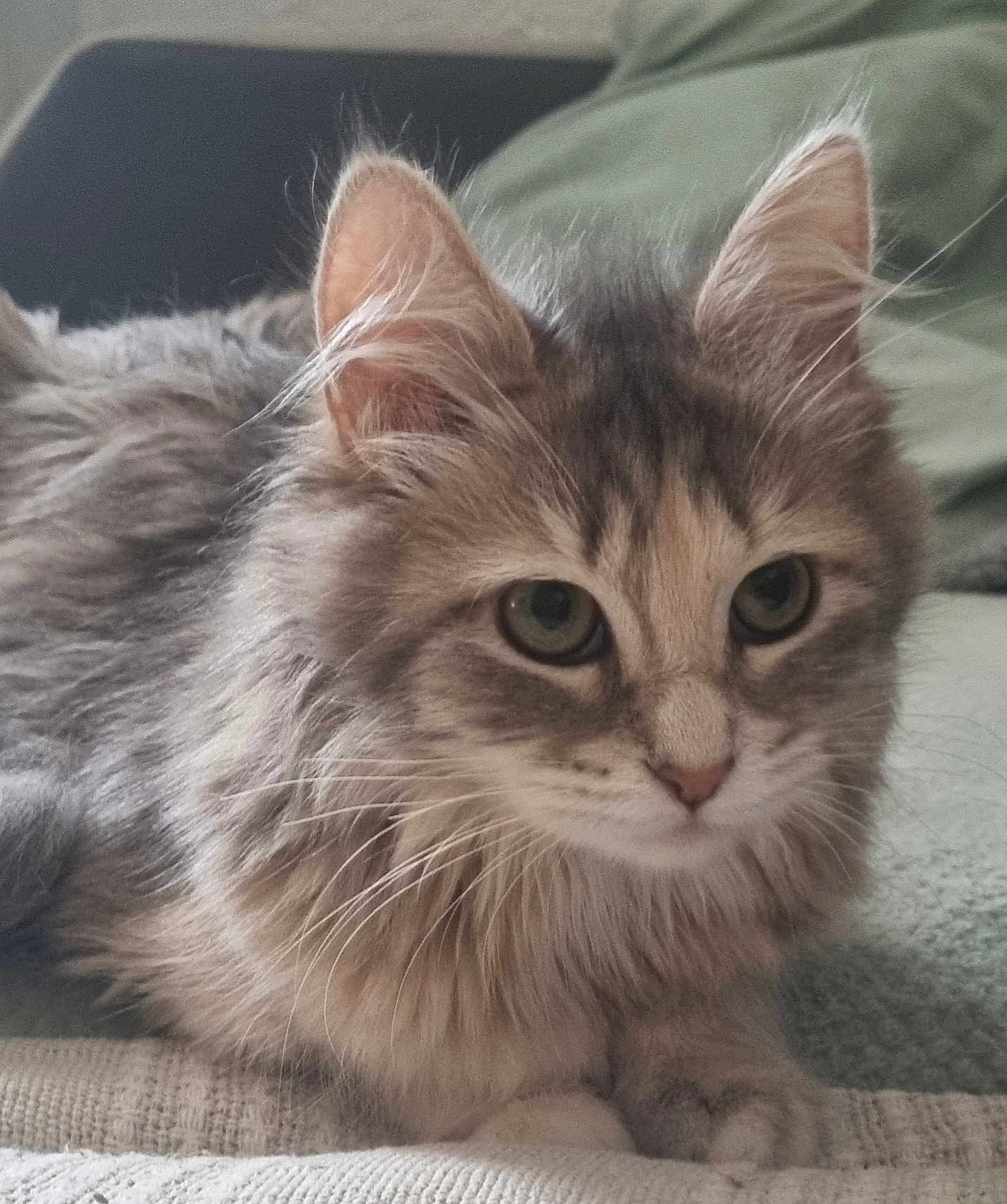 Nalla participe au concours pour gagner de l'argent avec cette photo : cat, fluffy, fur, closeup, pet, animal, indoor, relaxed, cute, whiskers, ears, eyes, muzzle, paws, feline, soft, resting, cozy, texture, background