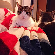 Angelo a rejoint le concours — aidez-le/la à gagner de superbes lots ! cat, cats, blanket, indoor, furry, pet, animal, cozy, relaxed, fur, tabby, white, brown, black, ears, whiskers, resting, soft, comfortable, home