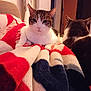 cat, cats, blanket, indoor, furry, pet, animal, cozy, relaxed, fur, tabby, white, brown, black, ears, whiskers, resting, soft, comfortable, home