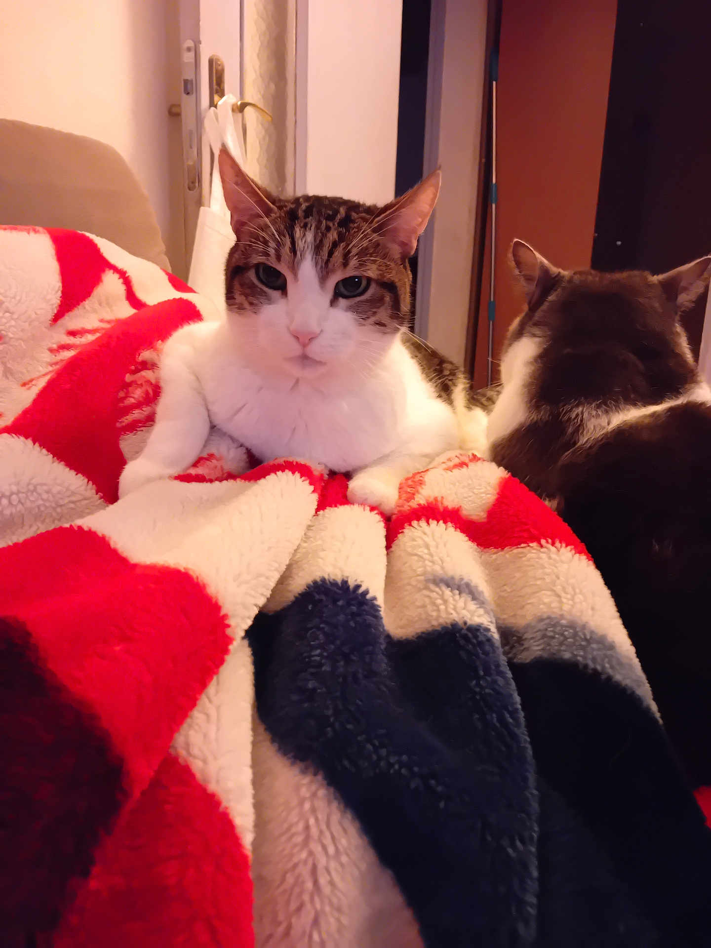 Angelo a rejoint le concours — aidez-le/la à gagner de superbes lots ! cat, cats, blanket, indoor, furry, pet, animal, cozy, relaxed, fur, tabby, white, brown, black, ears, whiskers, resting, soft, comfortable, home