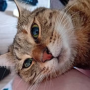Louna a rejoint le concours — aidez-le/la à gagner de superbes lots ! cat, tabby, close_up, green_eyes, whiskers, fur, pet, domestic_animal, relaxed, resting, face, nose, ear, indoor, human_arm, comfort, animal, feline, cute, portrait