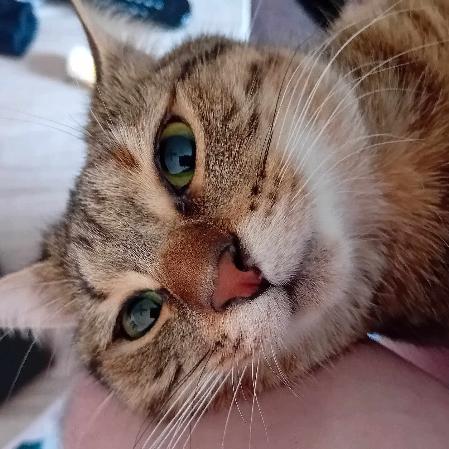 Louna a rejoint le concours — aidez-le/la à gagner de superbes lots ! animal, cat, close_up, comfort, cute, domestic_animal, ear, face, feline, fur, green_eyes, human_arm, indoor, nose, pet, portrait, relaxed, resting, tabby, whiskers