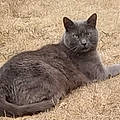 Sylvie J.