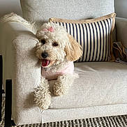 Nino joined the competition — help win amazing prizes! dog, white_dog, fluffy_dog, bow, pink_bow, pink_shirt, armchair, beige_armchair, striped_pillow, striped_cushion, living_room, happy_dog, tongue_out, pet, indoor, cozy, furniture, carpet, relaxed, cute