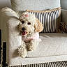 dog, white_dog, fluffy_dog, bow, pink_bow, pink_shirt, armchair, beige_armchair, striped_pillow, striped_cushion, living_room, happy_dog, tongue_out, pet, indoor, cozy, furniture, carpet, relaxed, cute