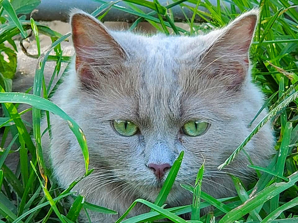 Bianca joined the competition — help win amazing prizes! carnivore, cat, domestic_short_haired_cat, felidae, flowering_plant, fur, grass, groundcover, herb, plant, small_to_medium_sized_cats, snout, terrestrial_animal, whiskers