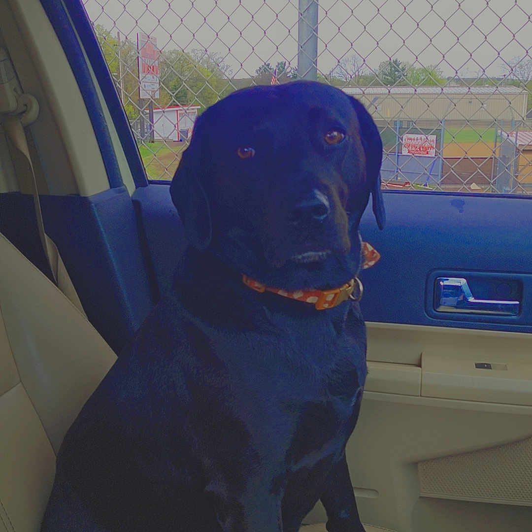Star joined the competition — help win amazing prizes! alloywheel, animal, canine, car, car_interior, carseat, carwheel, cushion, dog, homedecor, hound, labradorretriever, machine, pet, pointer, spoke, tire, transportation, vehicle, wheel