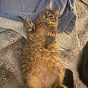 Becas joined the competition — help win amazing prizes! cat, tabby, fluffy, fur, pet, animal, lying_down, belly_up, paws, whiskers, ears, eyes, bed, bedding, blanket, pillow, bedroom, indoor, cozy, portrait