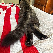 Angus is registered to the contest to win money with this photo: cat, tabby, bed, blanket, knitted_blanket, red_stripes, white_stripes, furniture, drawer, wood, tail, paws, relaxed, indoor, pet, animal, cozy, striped, fur, resting