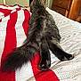 cat, tabby, bed, blanket, knitted_blanket, red_stripes, white_stripes, furniture, drawer, wood, tail, paws, relaxed, indoor, pet, animal, cozy, striped, fur, resting