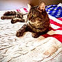 Angus is registered to the contest to win money with this photo: cat, tabby_cat, pet, animal, feline, indoor, blanket, knitted_blanket, american_flag, striped, fur, whiskers, paws, resting, sunlight, cozy, bed, home, relaxed, looking_away