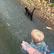 Mystik participe au concours pour gagner de l'argent avec cette photo : toddler, child, adult, hand, tattoo, black_cat, cat, walking, path, leaves, outdoor, nature, asphalt, forest, exploration, companionship, clothing, blue_shirt, blond_hair, casual
