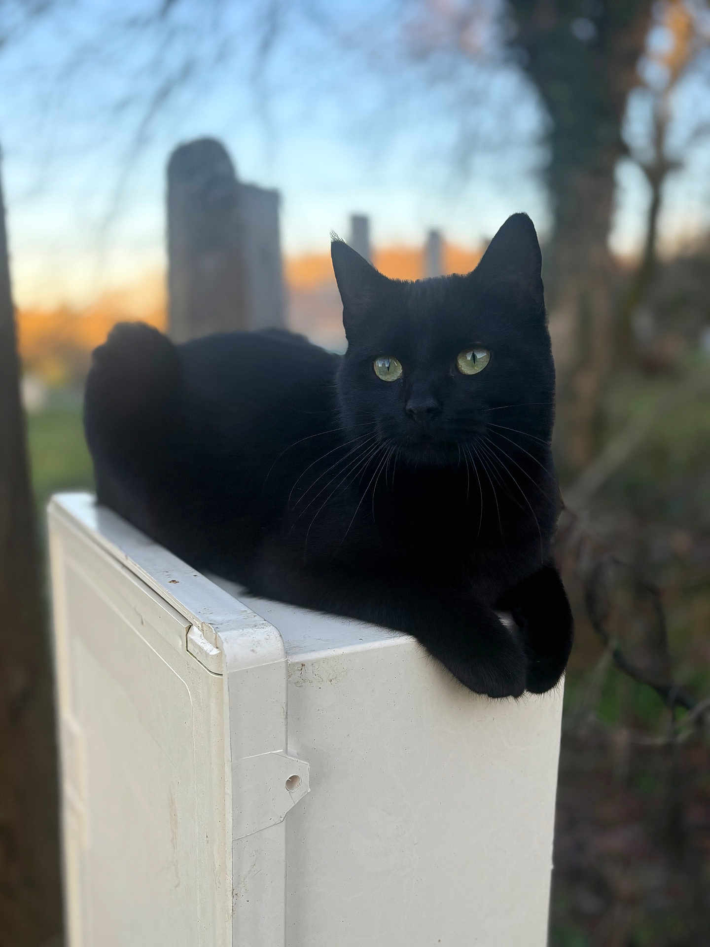 Mystik a rejoint le concours — aidez-le/la à gagner de superbes lots ! black_cat, cat, animal, outdoor, pet, feline, green_eyes, resting, utility_box, nature, blurred_background, daylight, whiskers, portrait, closeup, mammal, cute, domestic_cat, relaxed, soft_light