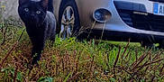 Mystik participe au concours pour gagner de l'argent avec cette photo : black_cat, cat, grass, wild_grass, car, silver_car, vehicle, outdoor, nature, house, building, pet, animal, curious, walking, greenery, daylight, front_view, close_up, suburban
