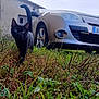 black_cat, cat, grass, wild_grass, car, silver_car, vehicle, outdoor, nature, house, building, pet, animal, curious, walking, greenery, daylight, front_view, close_up, suburban