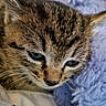 kitten, cat, tabby, close_up, fur, blue_blanket, soft_texture, sleepy, pet, animal, whiskers, face, cute, young, domestic_cat, resting, cozy, indoor, mammal, feline