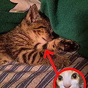 Noodle is registered to the contest to win money with this photo: cat, kitten, sleeping, tabby, striped_blanket, green_fabric, paw, cozy, cute, pet, animal, indoor, resting, feline, soft_texture, closeup, circled_face, red_arrow, surprised_expression, funny