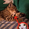 cat, kitten, sleeping, tabby, striped_blanket, green_fabric, paw, cozy, cute, pet, animal, indoor, resting, feline, soft_texture, closeup, circled_face, red_arrow, surprised_expression, funny
