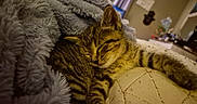 Noodle joined the competition — help win amazing prizes! kitten, cat, sleeping, tabby, blanket, cushion, indoor, cozy, furniture, soft, fur, relaxed, pet, resting, closeup, home, comfort, animal, cute, nap