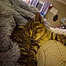 kitten, cat, sleeping, tabby, blanket, cushion, indoor, cozy, furniture, soft, fur, relaxed, pet, resting, closeup, home, comfort, animal, cute, nap