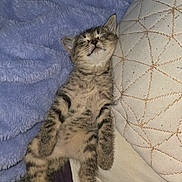 Noodle joined the competition — help win amazing prizes! animal, blanket, cat, comfort, cozy, cute, domestic, fur, indoor, kitten, nap, pattern, pet, pillow, relaxed, resting, sleeping, small, soft, tabby