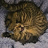 kitten, cat, tabby, sleeping, cozy, fluffy_blanket, stretching, cute, pet, feline, animal, soft_texture, indoor, young_cat, relaxed, fur, paw, whiskers, resting, adorable
