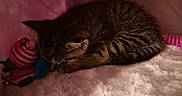 Noodle is registered to the contest to win money with this photo: animal, blanket, brown, comfort, cozy, cute, fur, indoor, kitten, pet, pink, quiet, relaxation, resting, sleeping, small, soft, striped, tabby, toy
