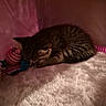 kitten, sleeping, toy, blanket, striped, cozy, pet, fur, indoor, resting, cute, small, animal, quiet, soft, comfort, pink, brown, tabby, relaxation
