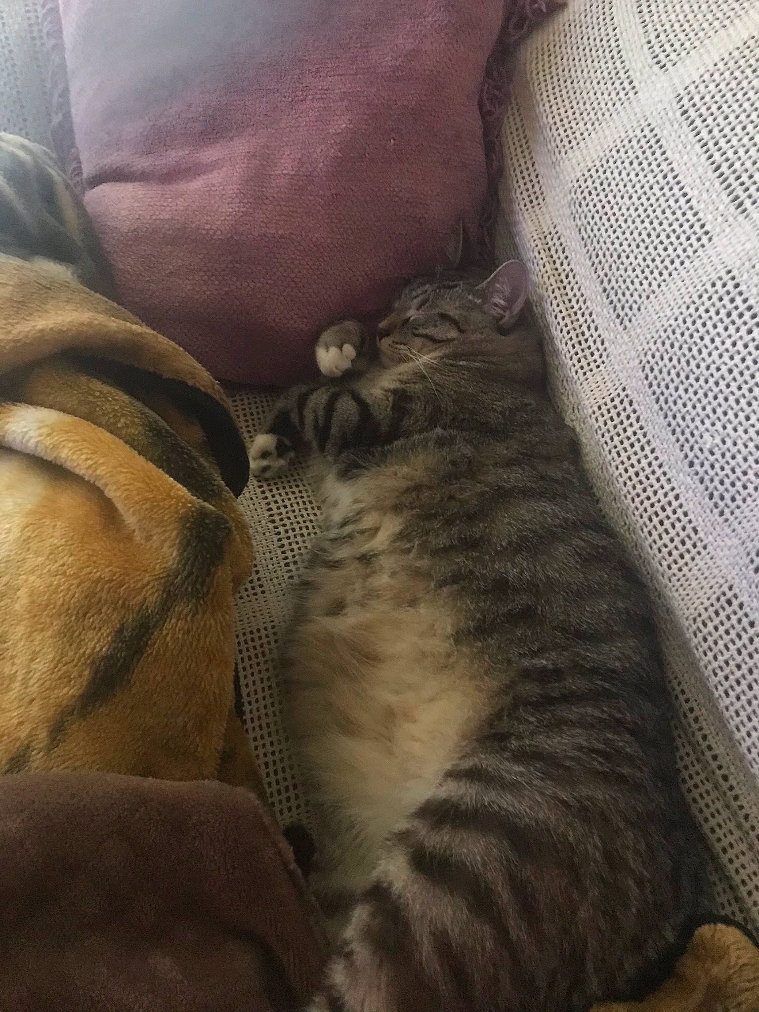 Reggie joined the competition — help win amazing prizes! carnivore, cat, fawn, felidae, small_to_medium_sized_cats, tail, whiskers