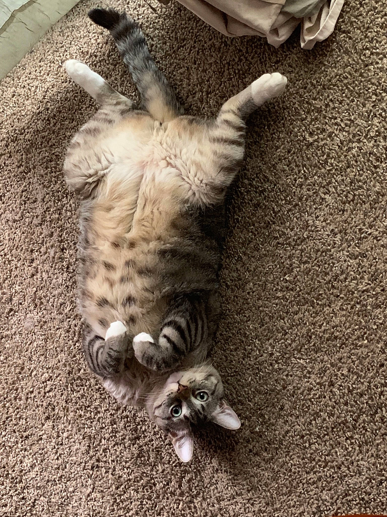 Reggie is registered to the contest to win money with this photo: asian, bengal, carnivore, cat, claw, domestic_short_haired_cat, egyptian_mau, european_shorthair, felidae, fur, kitten, leg, paw, pixie_bob, polydactyl_cat, sand, small_to_medium_sized_cats, tabby_cat, tail, whiskers