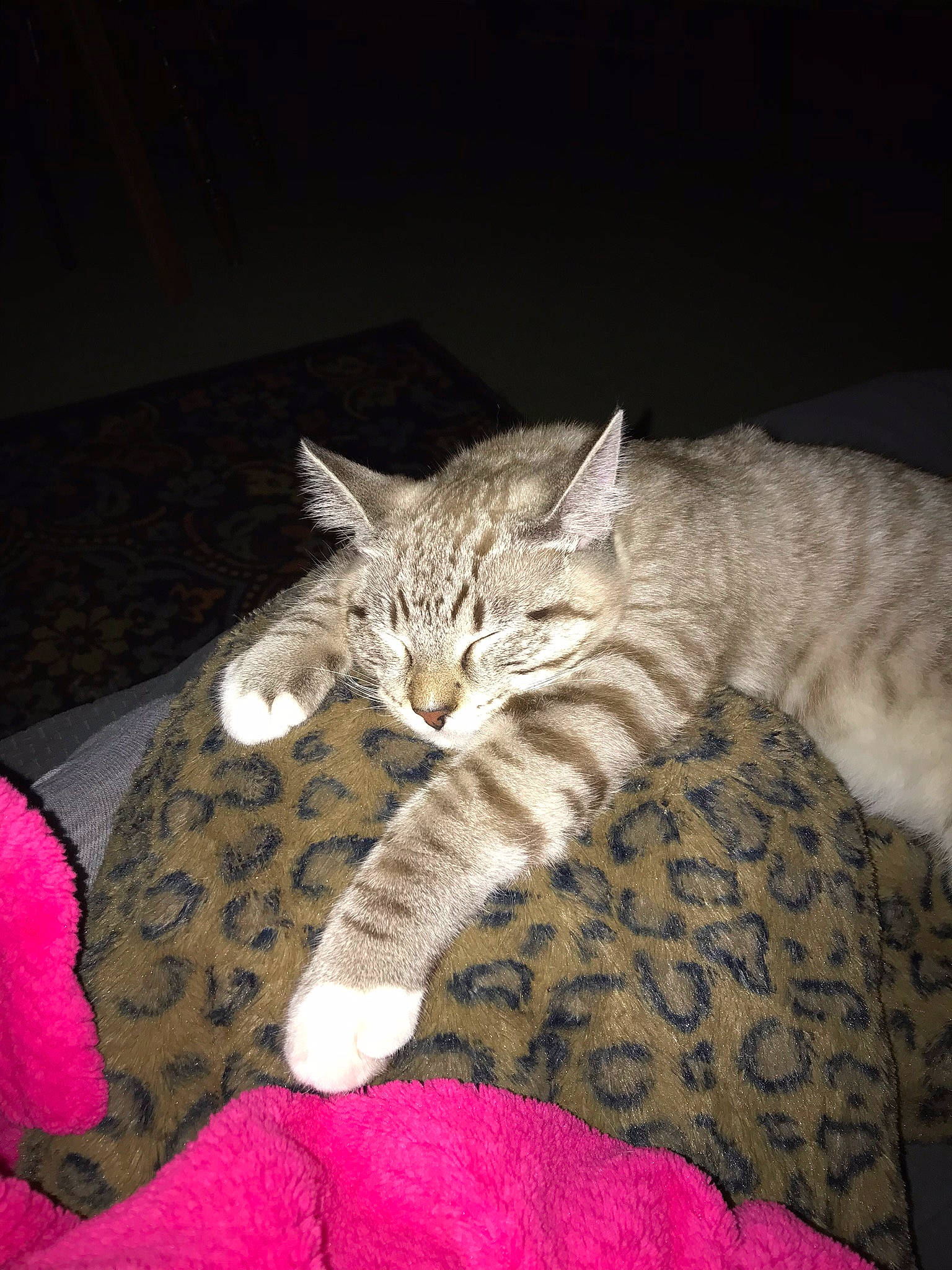 Reggie joined the competition — help win amazing prizes! american_shorthair, asian, australian_mist, california_spangled, carnivore, cat, domestic_short_haired_cat, dragon_li, egyptian_mau, european_shorthair, felidae, fur, german_rex, kitten, ocicat, pixie_bob, small_to_medium_sized_cats, tabby_cat, whiskers