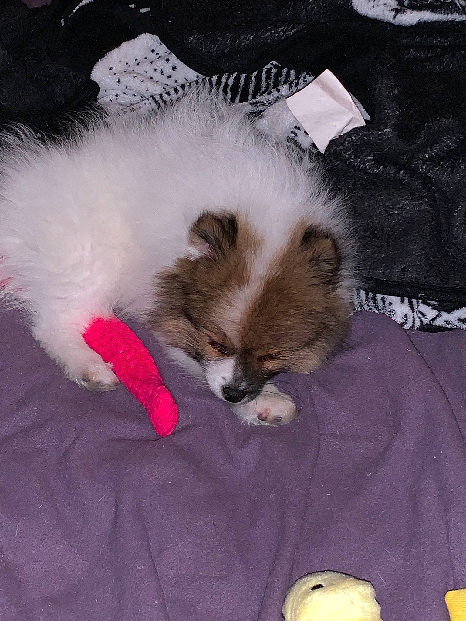 Drax joined the competition — help win amazing prizes! canidae, carnivore, companion_dog, dog, dog_breed, fawn, german_spitz, german_spitz_klein, german_spitz_mittel, mammal, non_sporting_group, pomeranian, puppy, shih_tzu, spitz, toy_dog, vertebrate