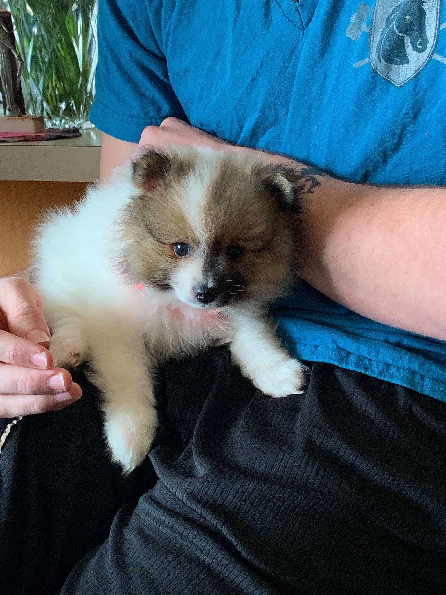 Drax joined the competition — help win amazing prizes! canidae, carnivore, companion_dog, dog, dog_breed, elo, fawn, mammal, non_sporting_group, pomeranian, puppy, shih_tzu, skin, spitz, sporting_group, toy_dog, vertebrate, whiskers